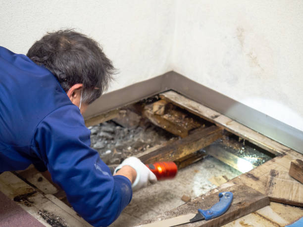 Best Mold Testing and Inspection Services in Park Ridge, IL