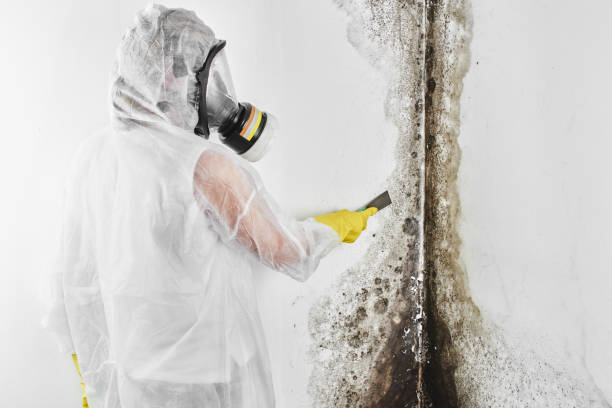 Reliable Park Ridge, IL Mold Remediation Solutions