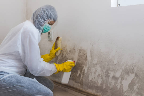 Best Bathroom Mold Remediation in Park Ridge, IL