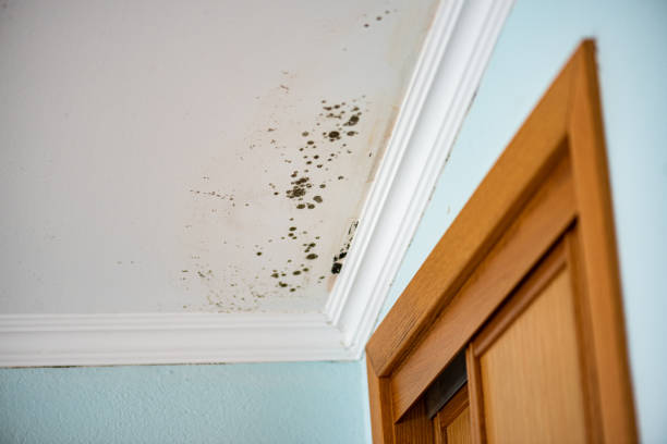 Best Attic Mold Remediation in Park Ridge, IL