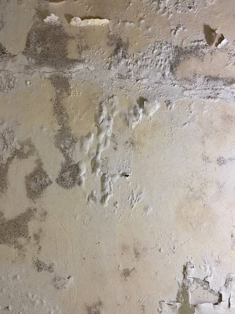 Best Black Mold Remediation in Park Ridge, IL