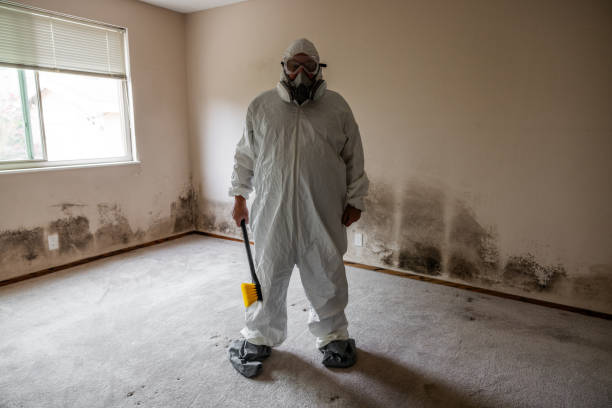 Best Post-Flood Mold Remediation in Park Ridge, IL