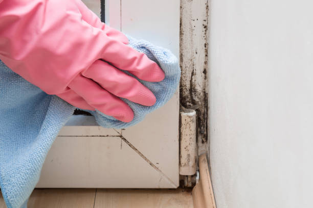 Best Residential Mold Remediation in Park Ridge, IL