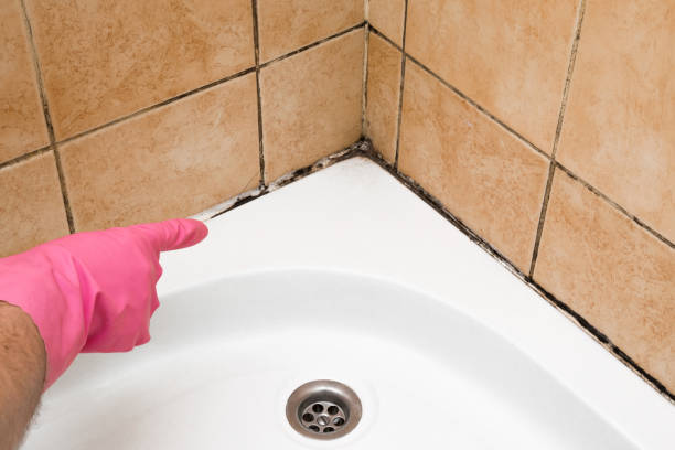 Best Basement Mold Remediation in Park Ridge, IL
